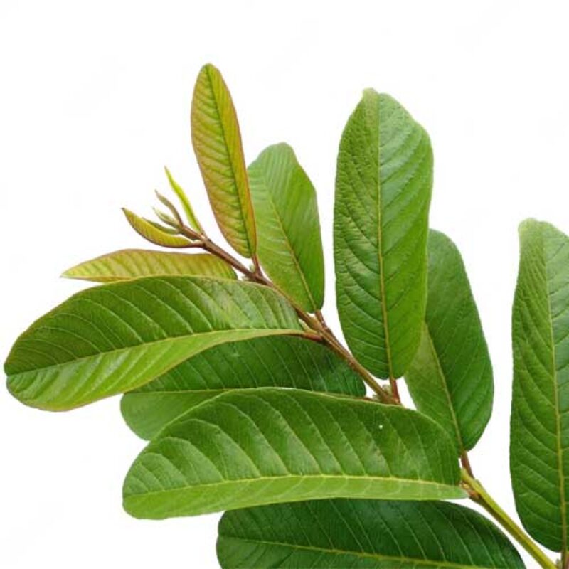 Organic Natural Guava Leaves 200g Karadi Organics