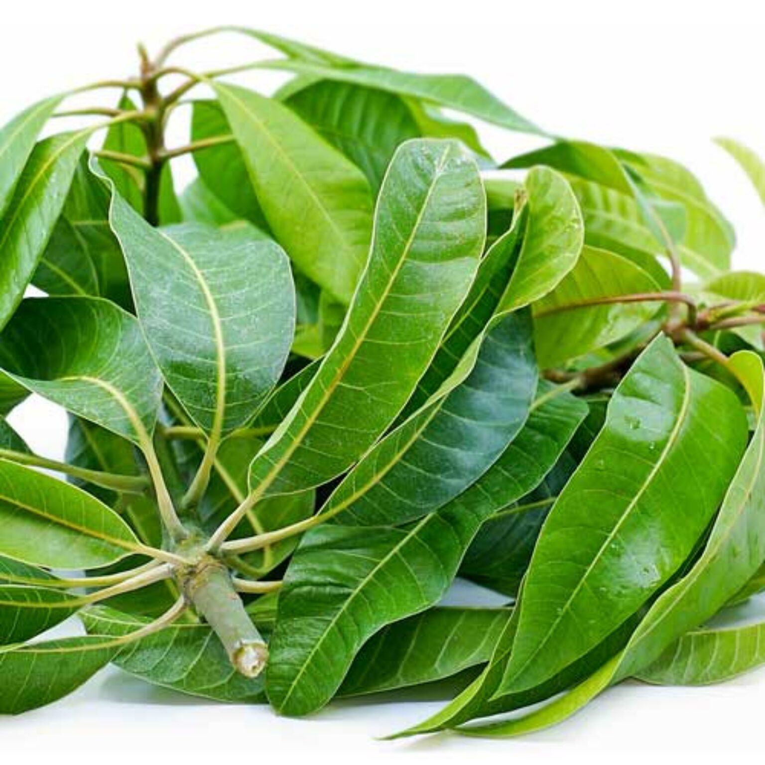 Benefits of Mango Leaves Karadi Organics