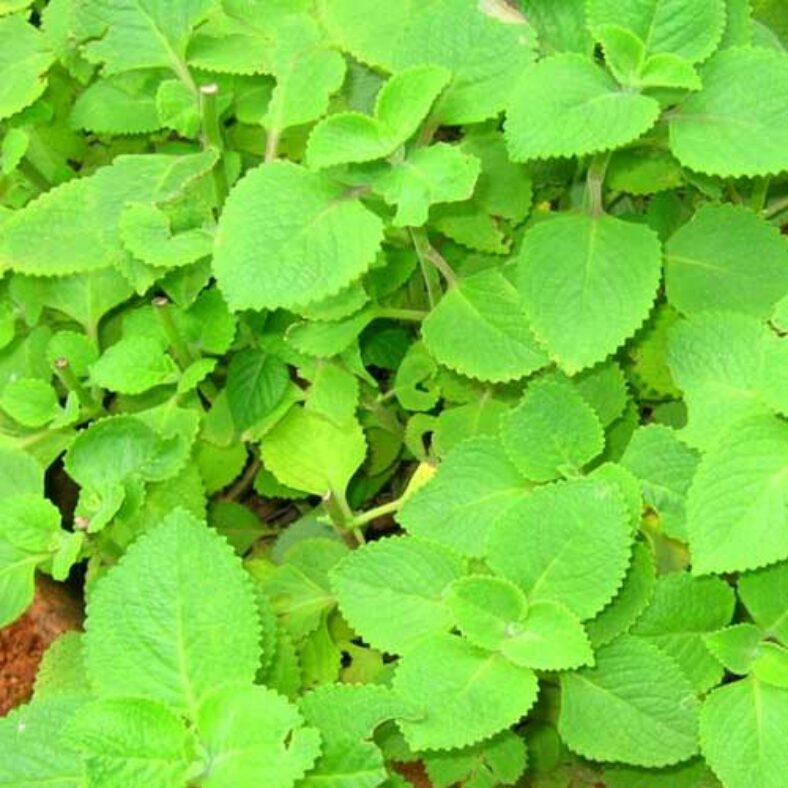 Organic Oregano Leaves / Karpuravalli / Dodda Patra 1 Bunch Karadi