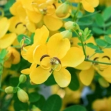 Avaram Poo Tea and Its Medicinal Values