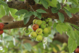 Organic Cluster Fig /  Gular Health Benefits