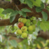 How to use Triphala for constipation?