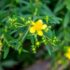 Best Herbal Therapy for knee pain