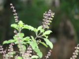 Top 10 Vaastu Plants for Home