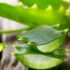 Benefits of kadukkai for hair and skin