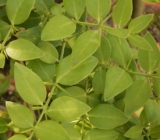 Imbural (Oldenlandia Umbellata) – A Natural Cure for Persistent Dry Cough