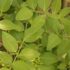 The Medicinal Values of Nithyakalyani (Madagascar Periwinkle)