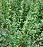 Siruganpeelai – A Natural Remedy for Kidney Stones