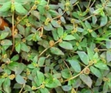 The Medicinal Benefits of Amman Pacharisi (Euphorbia hirta)