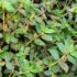 Cassava Tuber (Maravalli Kizhangu) as a Natural Remedy for Menstrual Cramps