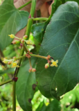 The Alchemical Herb: Cissus Repens (Sempirandai)