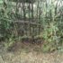 Thaazhai Mull – Nature’s Protective Wall with Medicinal Wonders