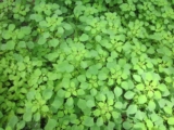 Kuppaimeni (Acalypha indica) and Its Medicinal Benefits