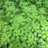 The Medicinal Benefits of Amman Pacharisi (Euphorbia hirta)