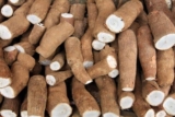 Cassava Tuber (Maravalli Kizhangu) as a Natural Remedy for Menstrual Cramps