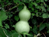 Native Bottle Gourd (Nattu Surakkai): A Natural Healer Rooted in Tradition