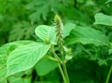 Nayuruvi (Achyranthes Aspera): A Natural Remedy for Heavy Menstrual Bleeding
