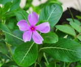 The Medicinal Values of Nithyakalyani (Madagascar Periwinkle)
