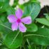 Imbural (Oldenlandia Umbellata) – A Natural Cure for Persistent Dry Cough