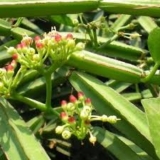Pen Pirandai (Cissus quadrangularis) – A Cooling Medicinal Marvel from Nature