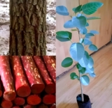Red Sandalwood (Pterocarpus santalinus): The Natural Shield Against Radiation and a Priceless Timber Resource