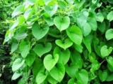 Seenthil Kodi Medicinal Uses