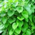 Native Bottle Gourd (Nattu Surakkai): A Natural Healer Rooted in Tradition