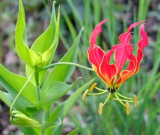 Senganthal Poo – The Fiery Blossom with Hidden Healing Powers