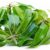 Organic Mango Leaves Fresh / Dry – 25 Leaves