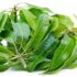 Benefits of kadukkai for hair and skin