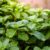 Organic Mint Leaves – Fresh and Dry – 100gm