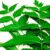 Organic Neem Leaves Fresh / Dry – 100 gms