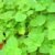 Organic Oregano Leaves / Karpuravalli / Dodda Patra – 1 Bunch