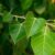 Organic Peepal Leaves – 20-30Pcs