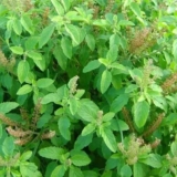Tulsi: Bridging the Gap Between Science and Spirituality