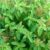 Rama Tulsi Leaves – Fresh / Dry – 100g