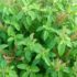 How to Use Avaram Poo for Glowing Skin and Hair