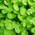 Brahmi (Vallarai Keerai / Centella asiatica) – Fresh / Dry Leaf – 100mg